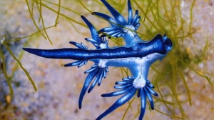 Travel warning: Several beaches in Spain closed after rare ‘Blue Dragons’ appear on shore; 5 beaches to avoid