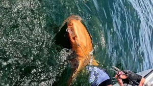 Orange Anomaly: Rare, Never-Before-Seen Shark Stuns Costa Rican Fishermen and Scientists