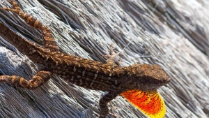 Lead-Laden Lizards: Invasive Species Defies Deadly Pollution in Urban Environments