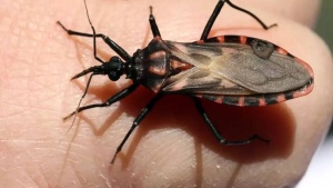 Chagas Disease Alert: Deadly 'Kissing Bug' Parasite Spreading Across US, Threatening Heart Health