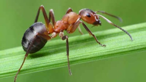 Ant Queens Defy Biology: Clone Offspring From Other Species, Scientists Find