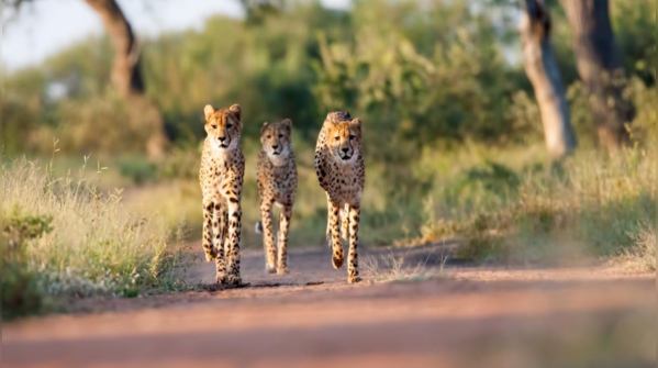Kruger, South Africa