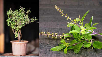What happens when you chew 3-4 tulsi (basil) leaves on an empty stomach; know its health benefits