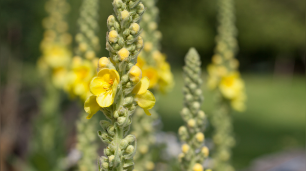 Mullein (Verbascum Thapsus)