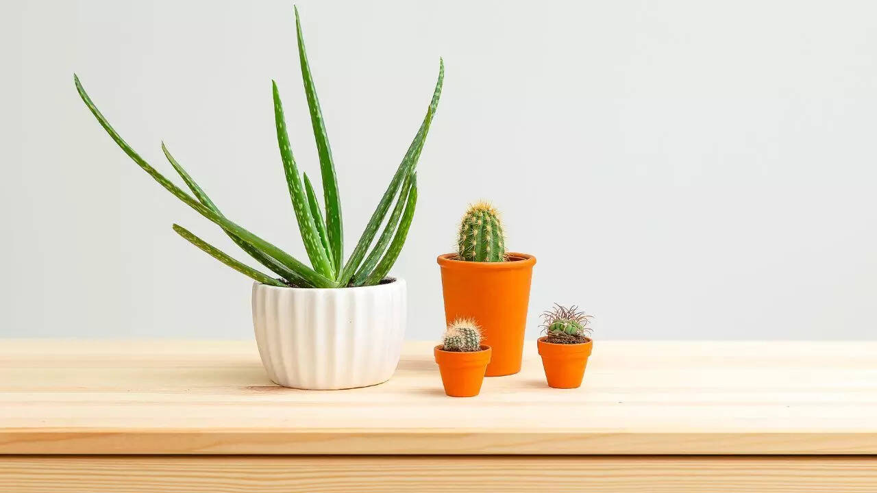 Cacti