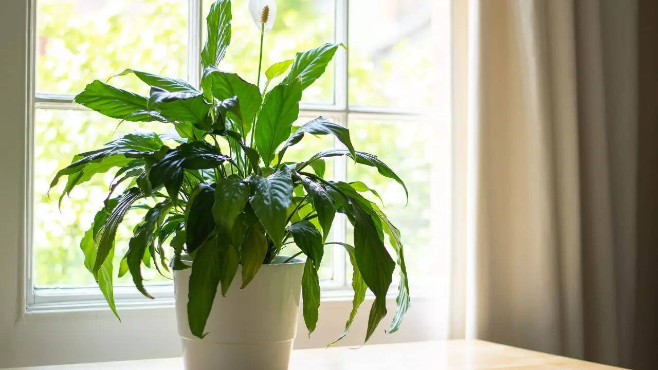 ​​Peace lily
