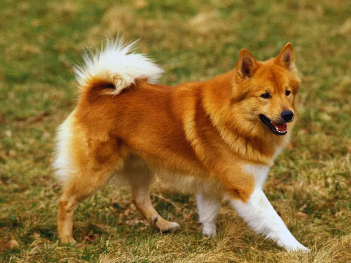 Sheepdog iceland